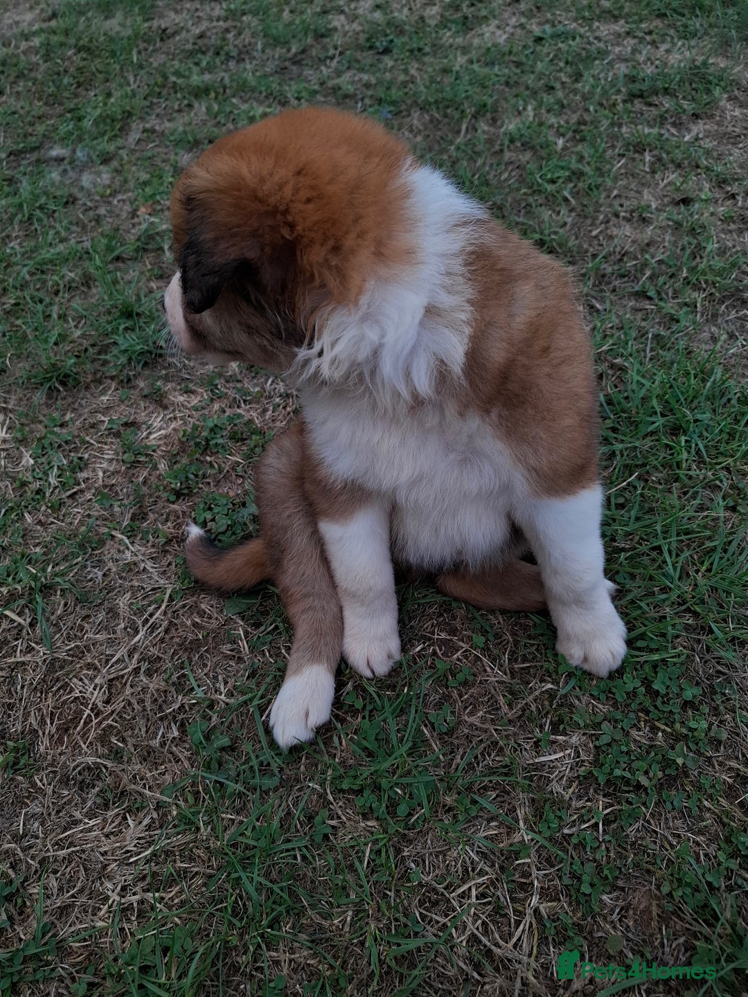 Border Collie dogs for sale: 7 border collie pups 🌟  - Image 20