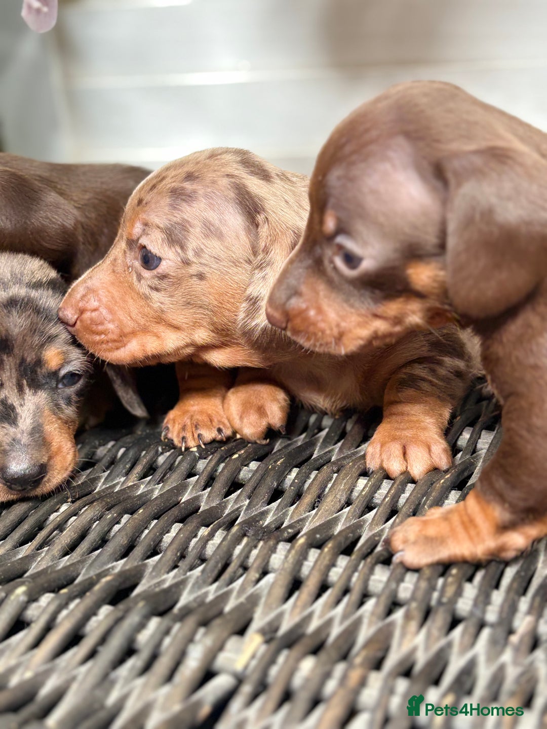 Miniature Dachshund dogs for sale: Miniature Daschund KC. PRA-OI-CRD-PRA-NCL - Image 5