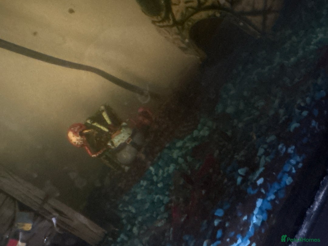 Catfish fish for sale: Two Catfish - Advert 2