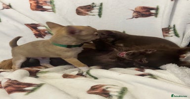Chihuahua dogs - Advert 11