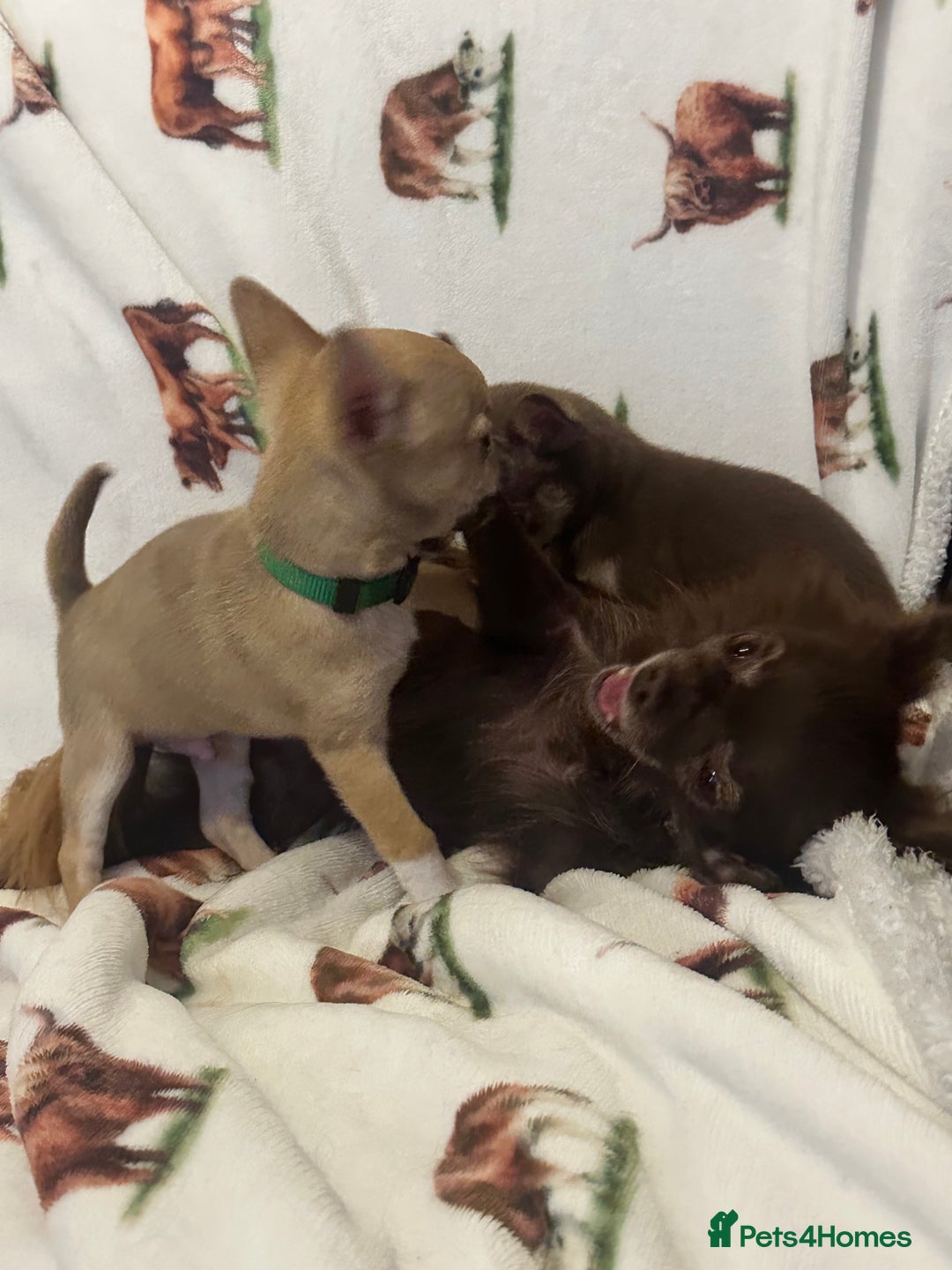Chihuahua dogs for sale: Ready to go KC Chi pups - Image 2