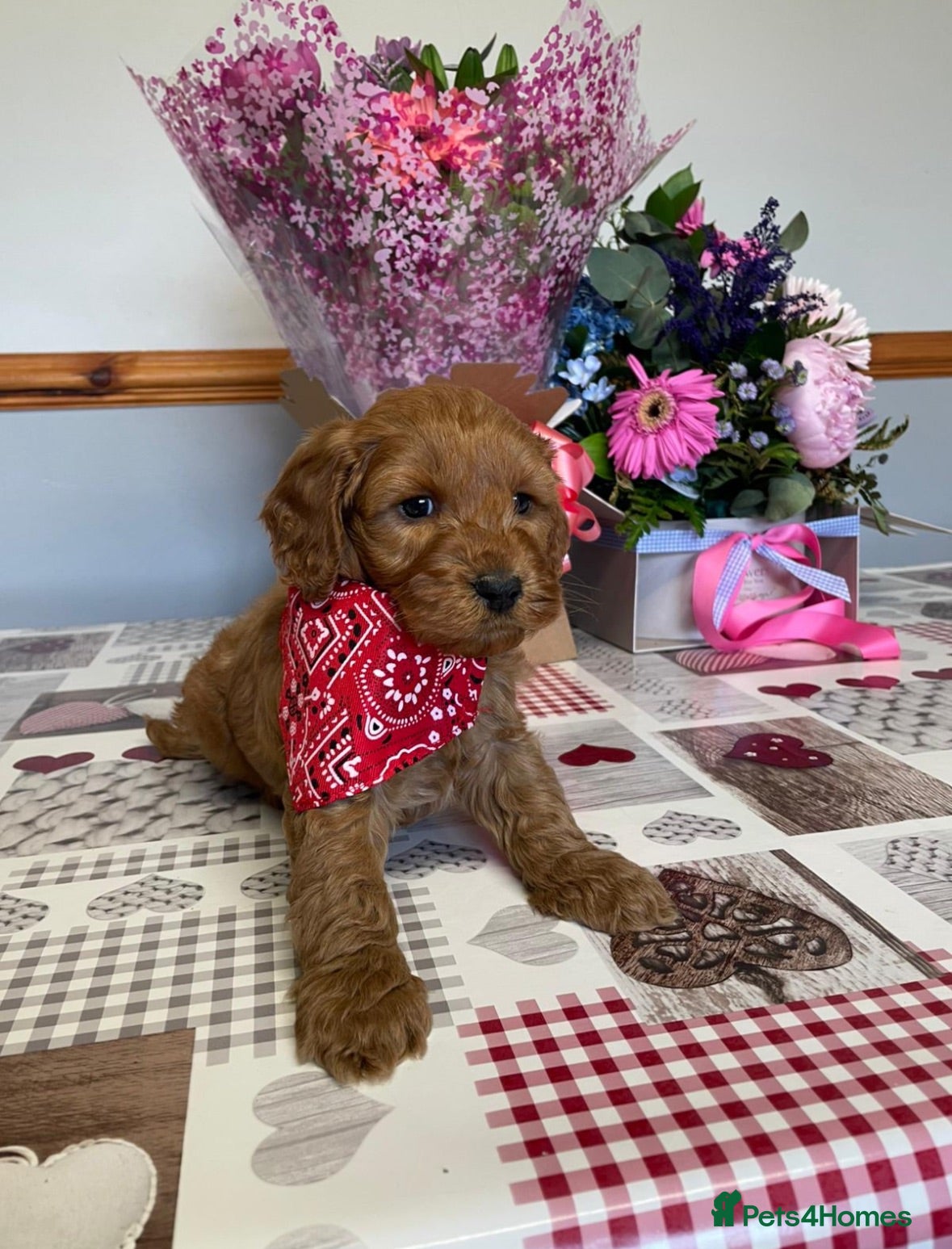 Cockapoo dogs Family-Raised Miniature Cockapoos  available now  - Advert 11
