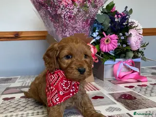 Cockapoo dogs Family-Raised Miniature Cockapoos available now - Advert 11