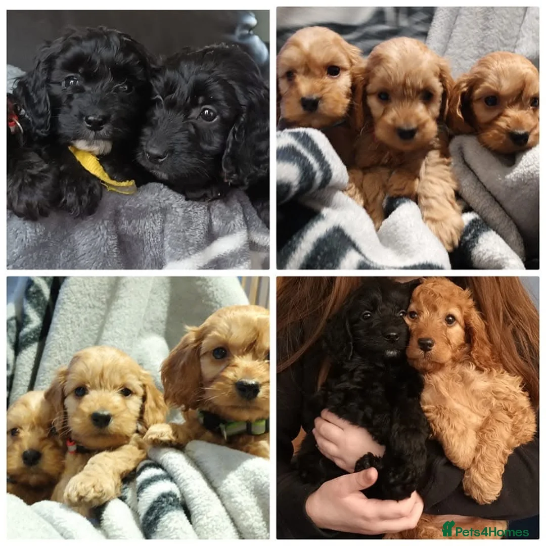 Miniature Poodle dogs for stud: mintiure poodle stud only kc health tested in Ely - Advert 12