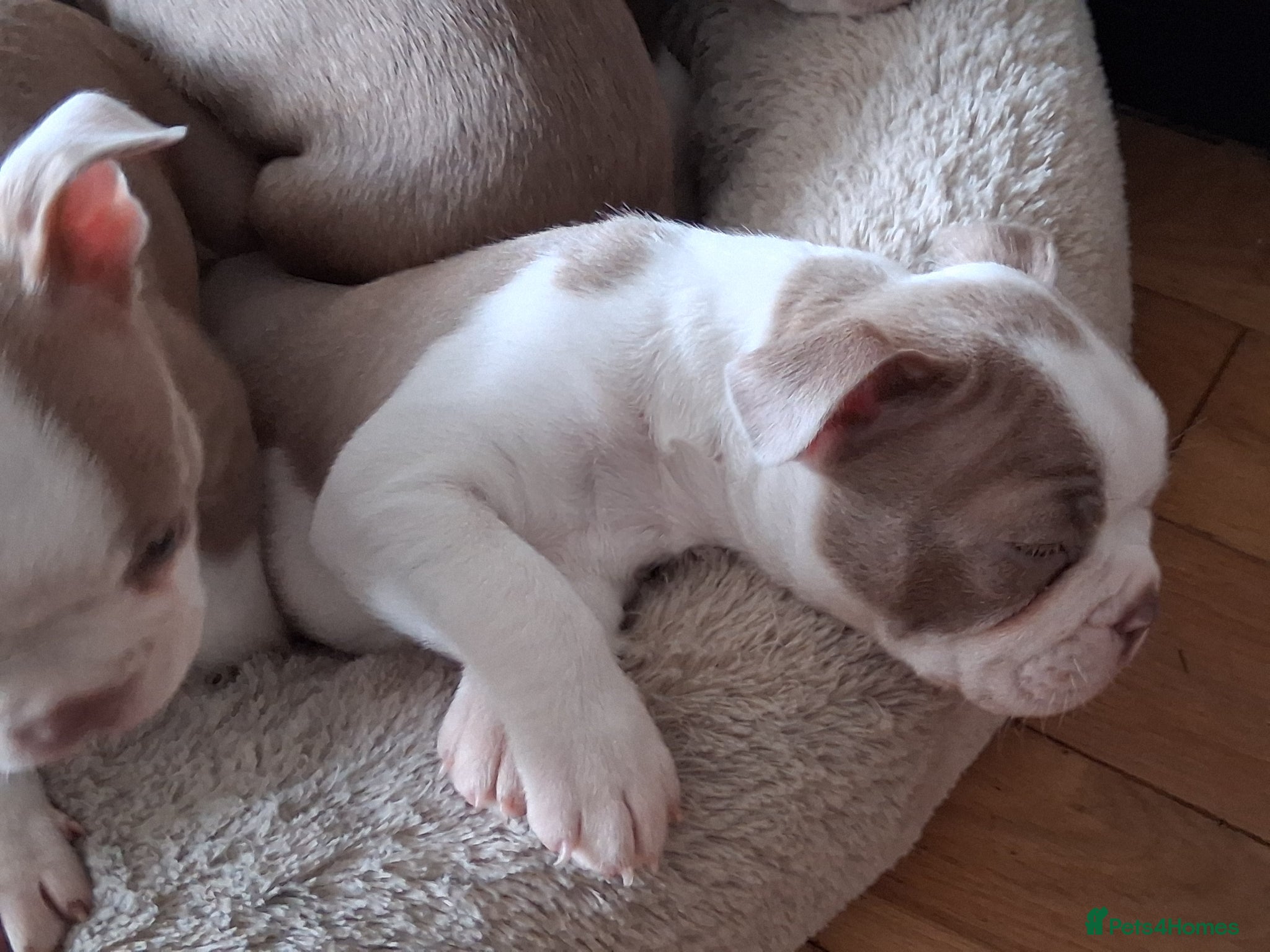 Boston Terrier dogs KC reg 1 girl  available  - Advert 8