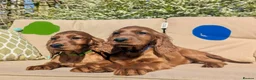 Irish Setter dogs for sale: KC registered Irish Setter Puppies  - Advert 1