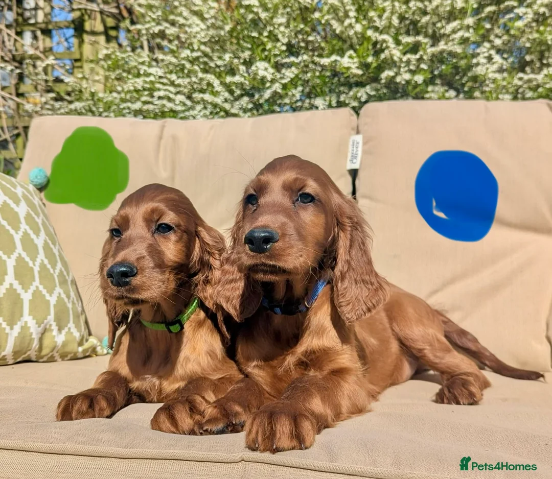 Irish Setter dogs for sale: KC registered Irish Setter Puppies  - Advert 1