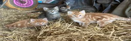 Mixed Breed cats for sale: Farm kittens looking for homes  - Advert 2