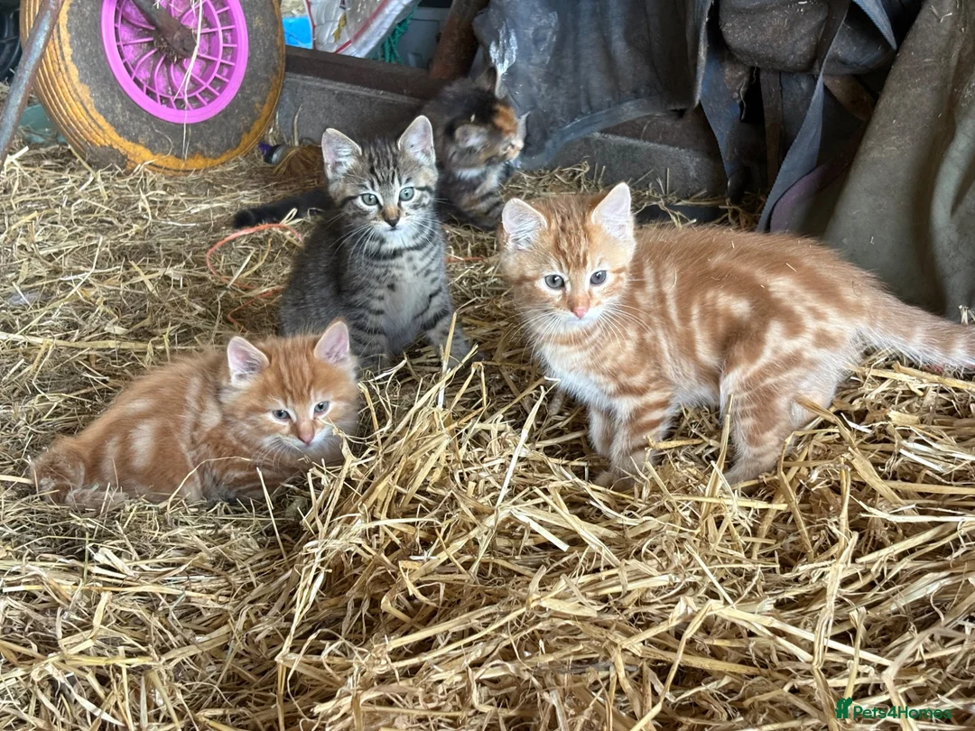 Mixed Breed cats for sale: Farm kittens looking for homes  - Advert 2