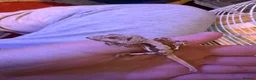 Gecko reptiles for sale: Baby crestie gekos  - Advert 7