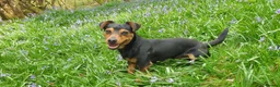 Jack Russell dogs for stud: Stud Black and Tan Jack Russell  in Llanidloes - Advert 11