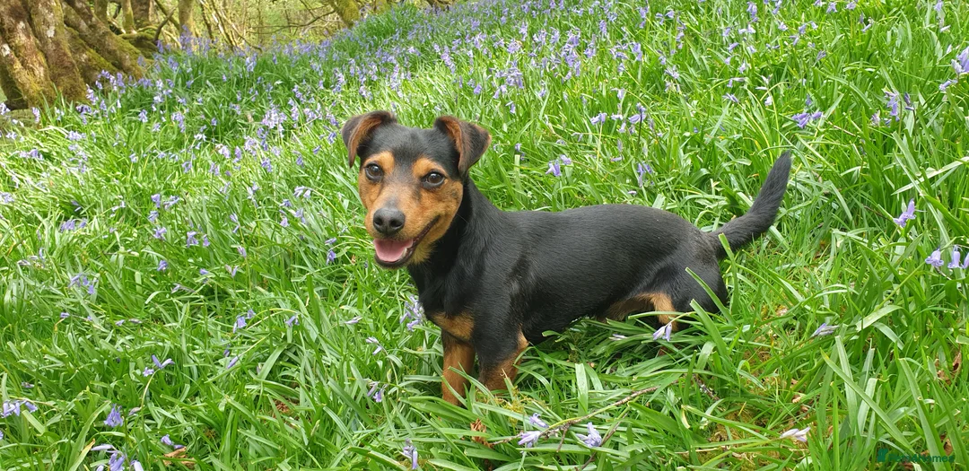 Jack Russell dogs for stud: Stud Black and Tan Jack Russell  in Llanidloes - Advert 11