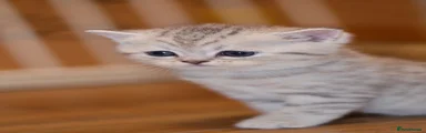 Silver White tabby boy 