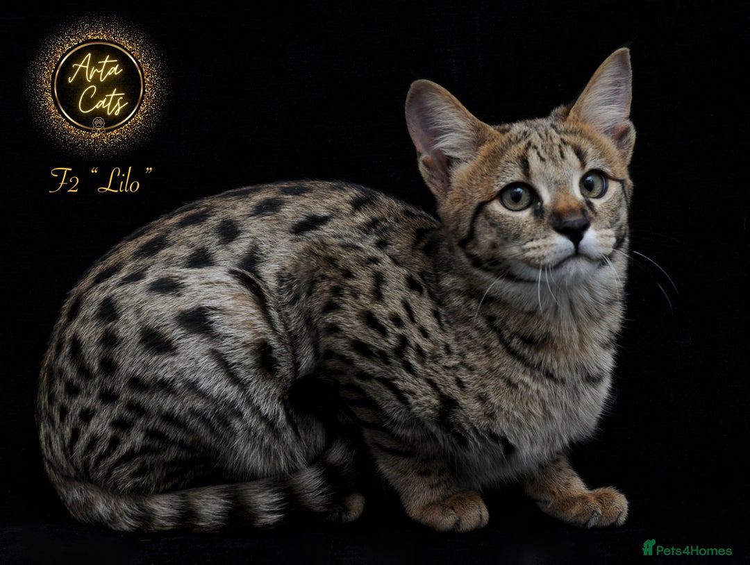 Savannah cats for sale: Stunning F2 Savannah girls - Advert 7