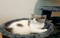 British Shorthair cats for sale: Gorgeous Blue Bicolour British Shorthair Male - Image 13