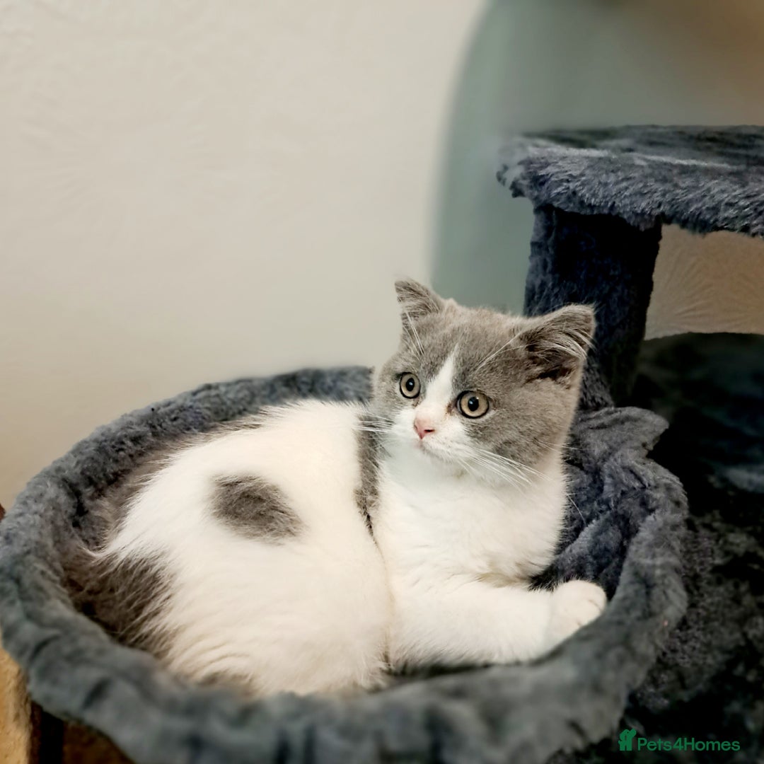 British Shorthair cats for sale: Gorgeous Blue Bicolour British Shorthair Male - Image 13
