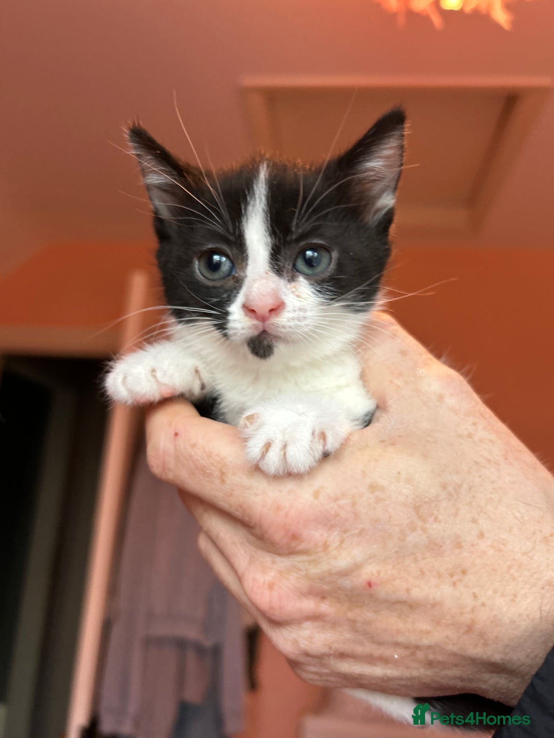 Mixed Breed cats for sale: 4 very socialised kittens ready now - Advert 4