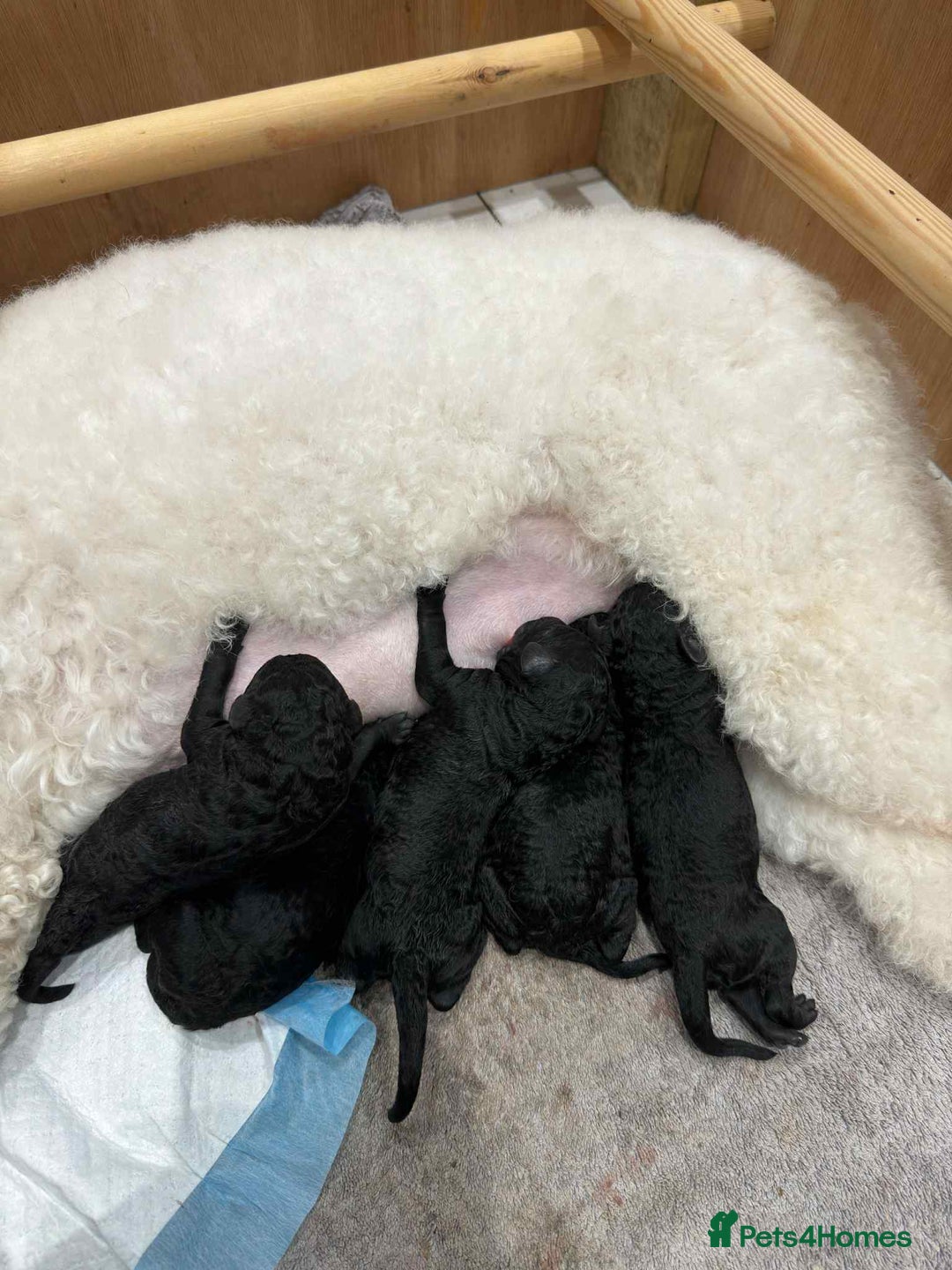 Standard Poodle dogs for sale: Exceptional Standard Poodle Puppies Show Quality - Advert 5