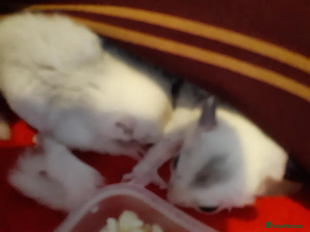 Sugar Glider rodents for sale: Sugar gliders in Salford - Advert 1