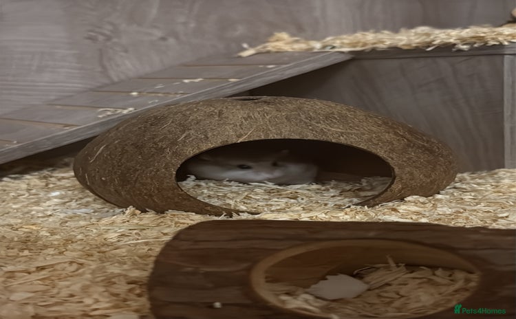 Hamster rodents Hamster and cage for sale - Advert 1