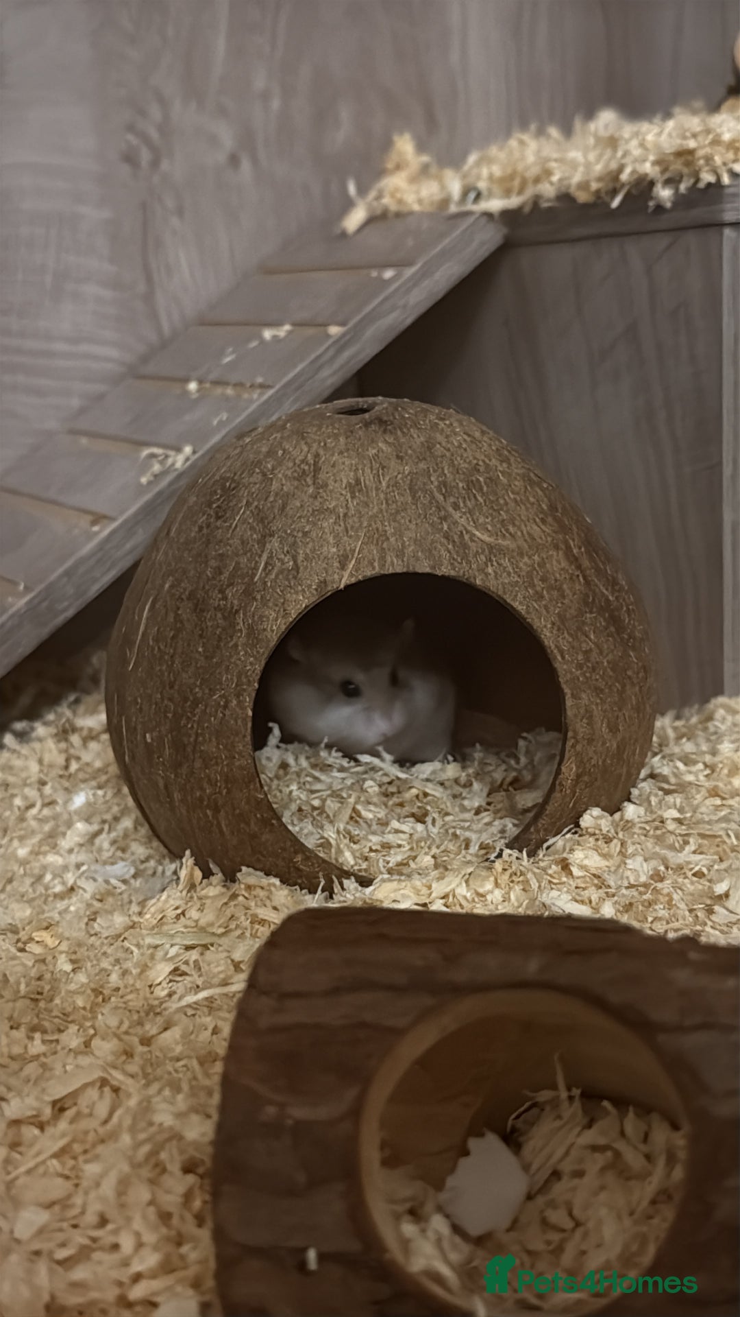 Hamster rodents for sale: Hamster and cage for sale - Advert 1