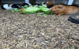 Guinea Pig rodents for sale: Beautiful Baby Guinea Pigs🐹 - Image 6