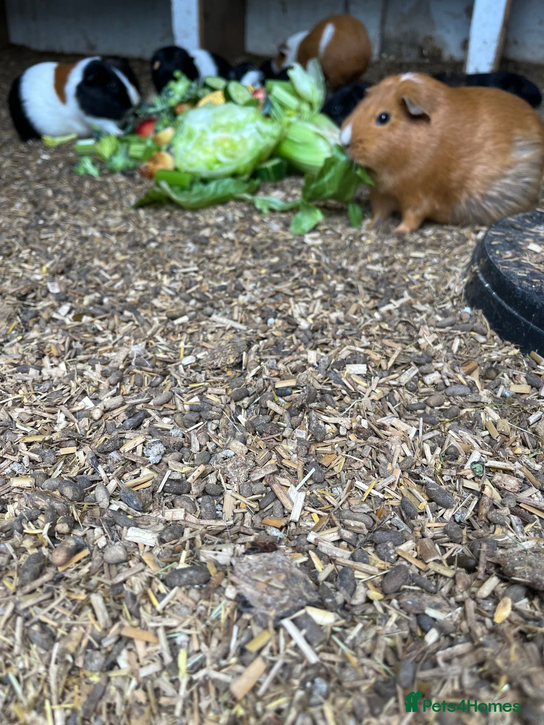 Guinea Pig rodents for sale: Beautiful Baby Guinea Pigs🐹 - Image 6