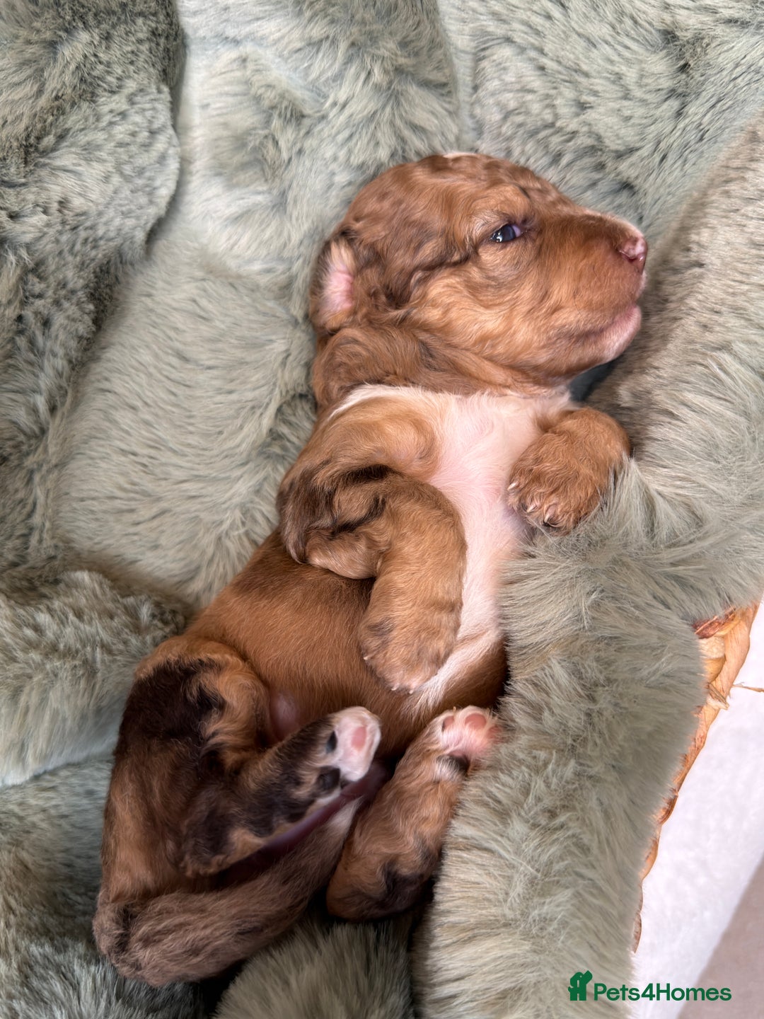 Bernedoodle dogs for sale: Miniature Bernedoodle Puppies - Image 4