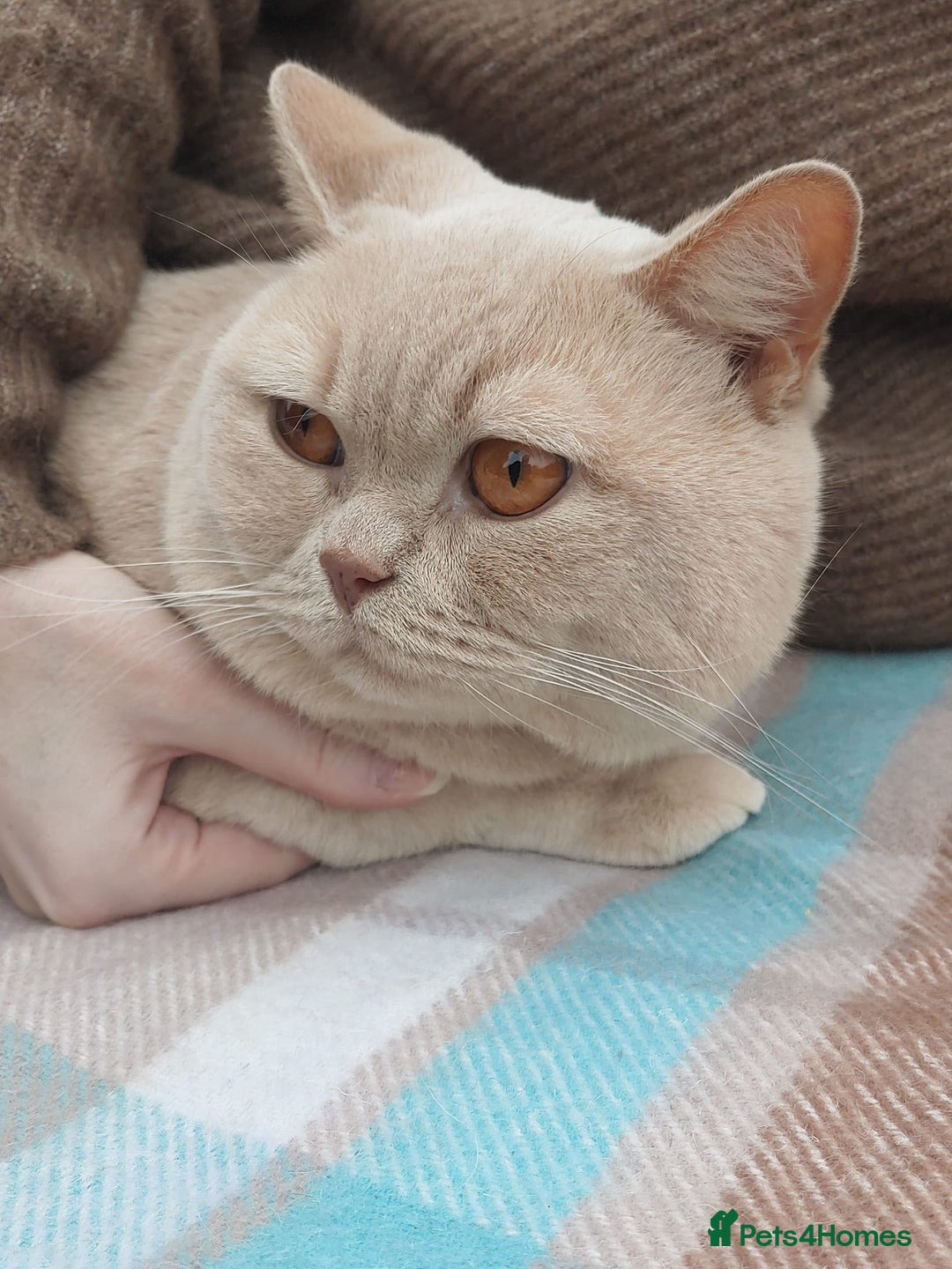 Brazilian Shorthair cats for stud: Cream British Shorthair For Stud - Image 6
