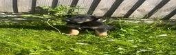 Mixed Breed dogs for sale: German Shepard malonis puppy’s  - Advert 8