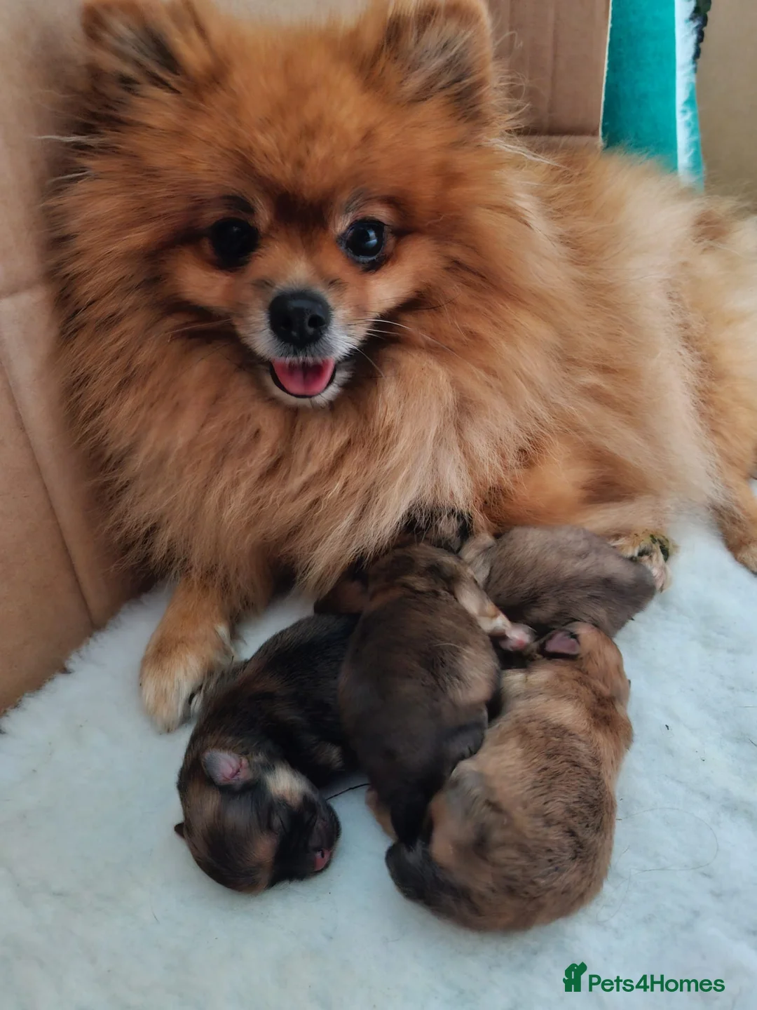Pomeranian dogs for stud: EXCEPTIONAL KC REGISTERED POMERANIAN STUD – KENZO in East Grinstead - Advert 9