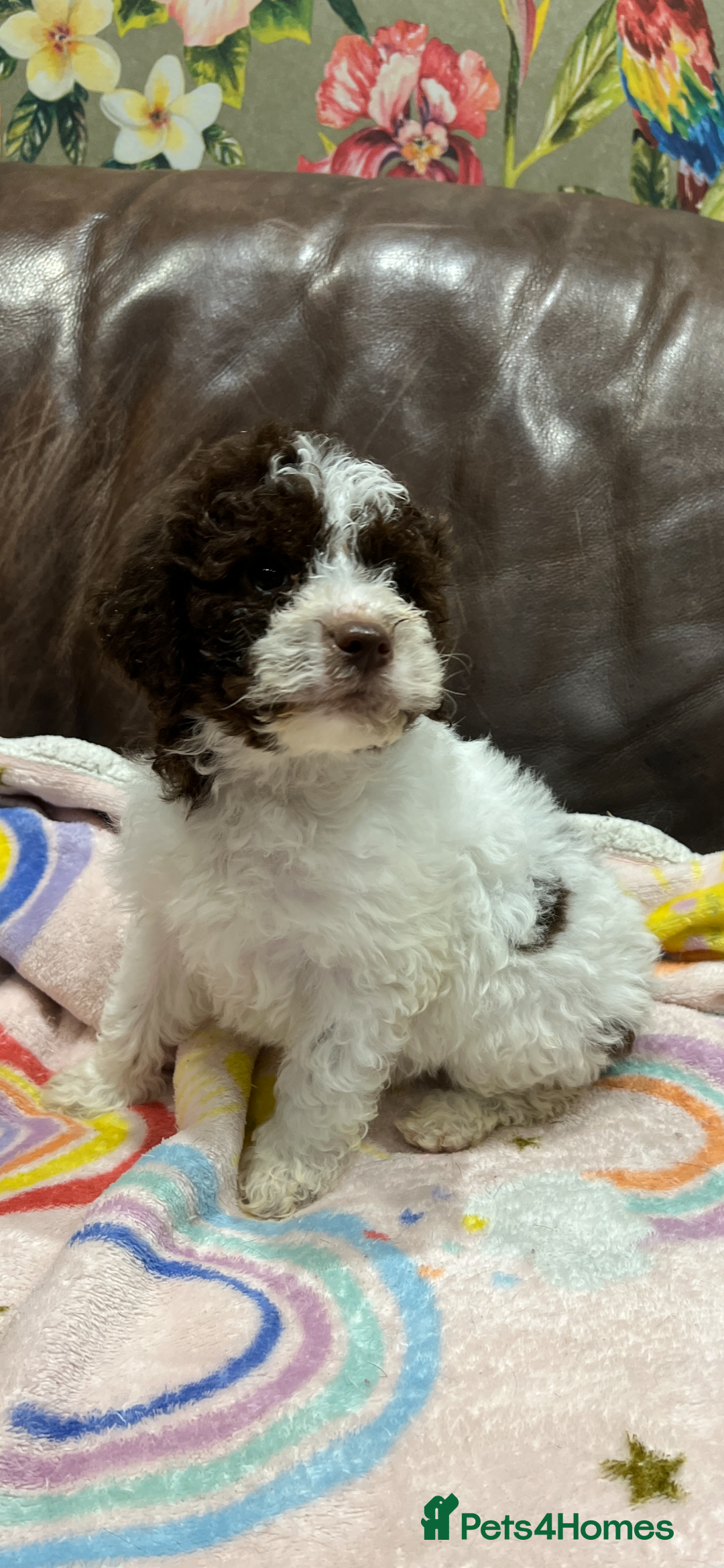 Lagotto Romagnolo dogs for sale: Perfect Lagotto Romagnolo  - Advert 7