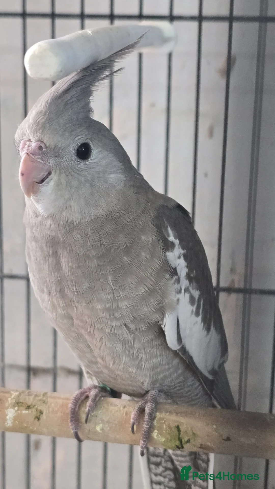 Cockatiels birds for sale: Cockatiel - Advert 1