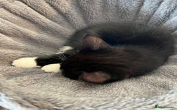 Mixed Breed cats for sale: Two beautiful boys - Image 8