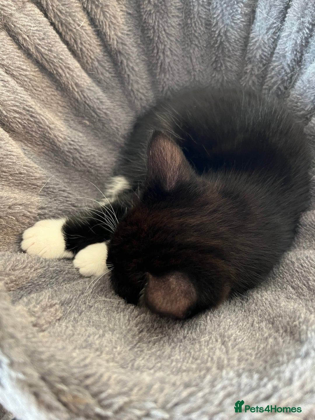 Mixed Breed cats for sale: Two beautiful boys - Image 8
