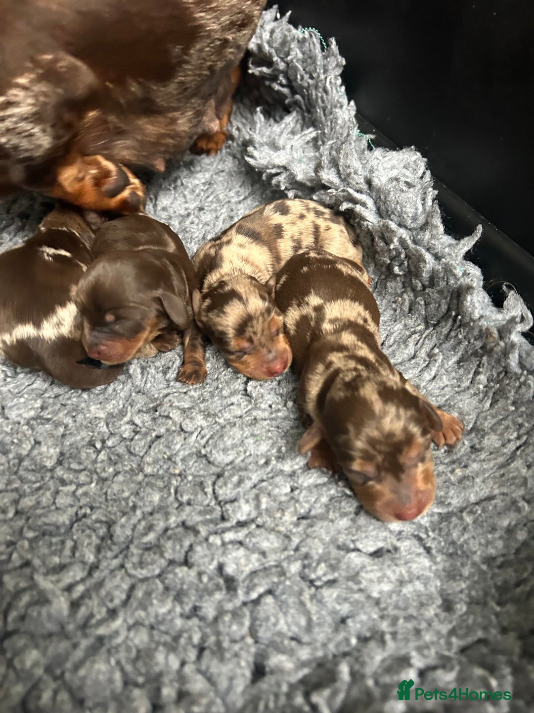 Miniature Dachshund dogs for sale: Miniature dachshund puppies  - Image 9