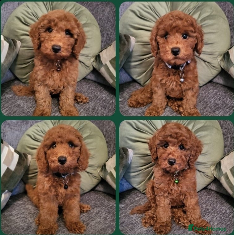Miniature Poodle dogs KC Registered miniature poodle (Ready now) - Advert 1