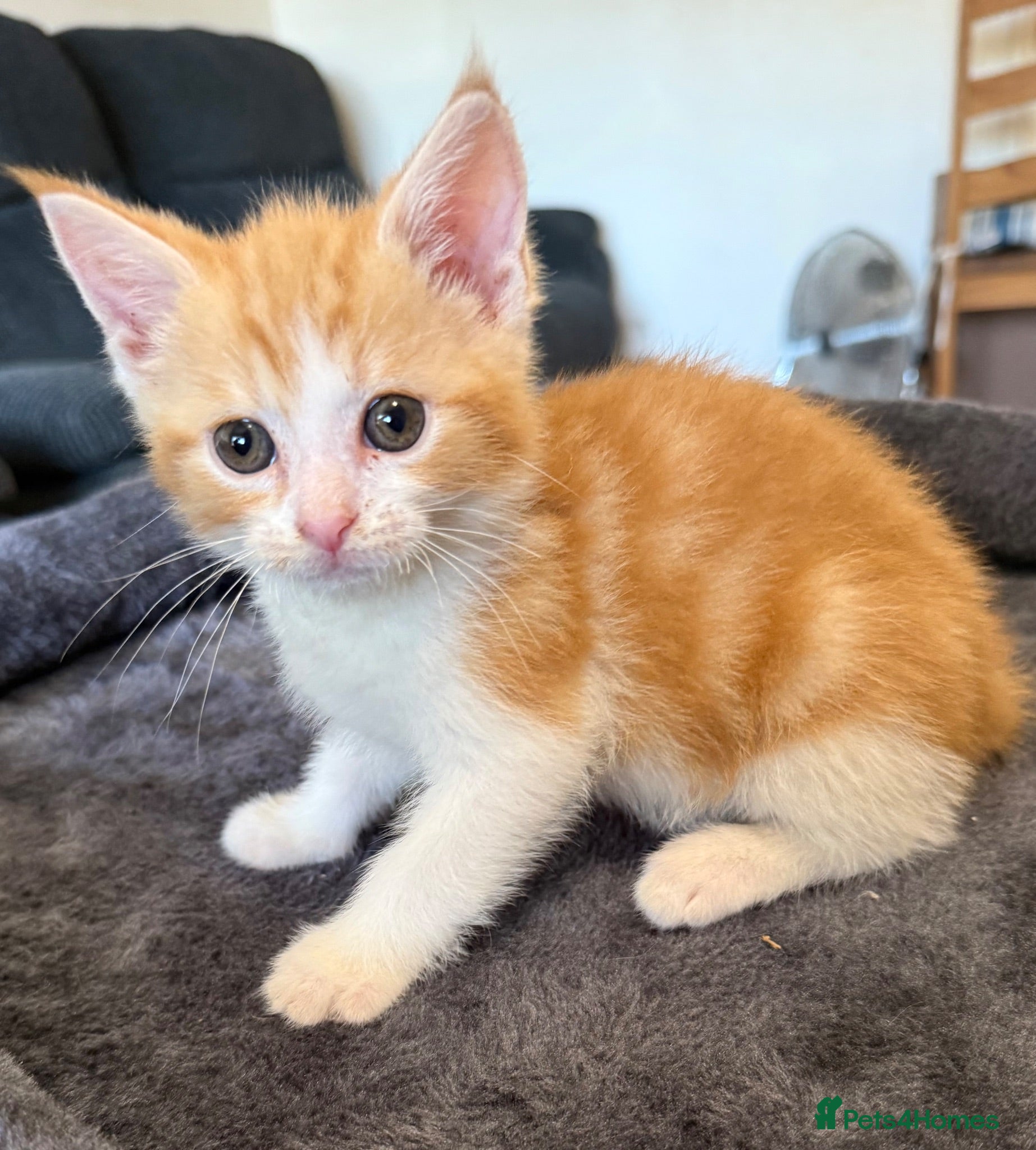 Mixed Breed cats 1 beautiful ginger boy kitten - Advert 5