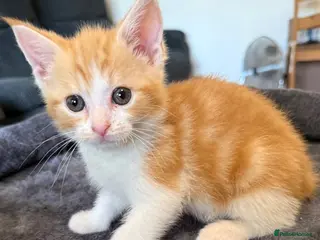 Mixed Breed cats 1 beautiful ginger boy kitten - Advert 5