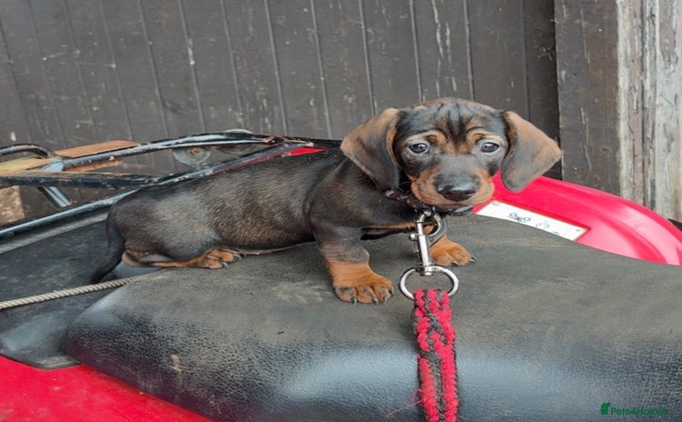 Dachshund dogs - Advert 6