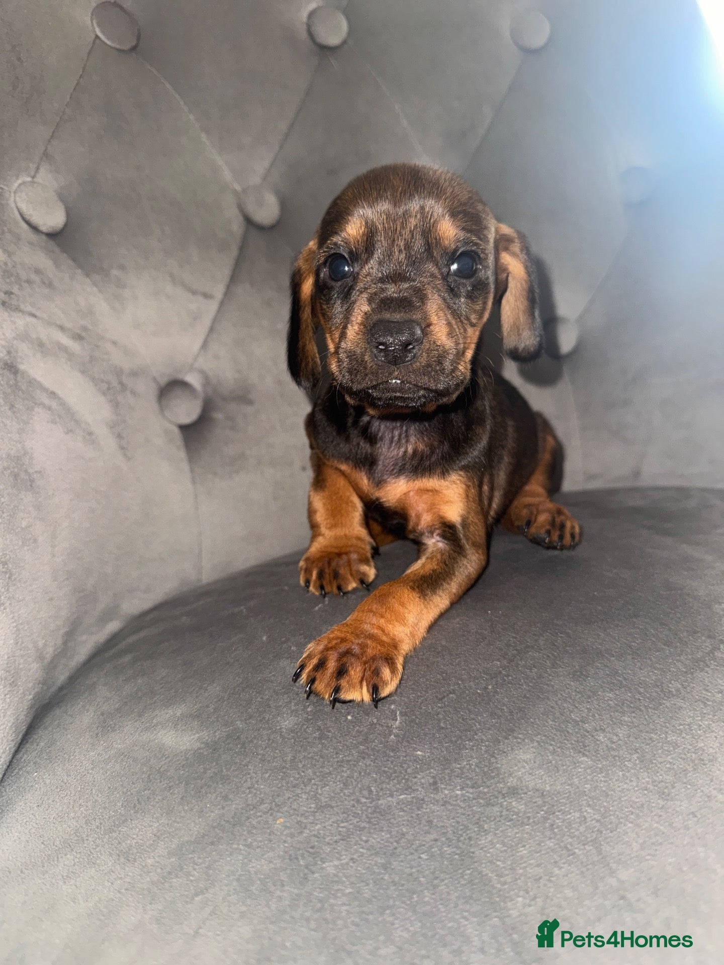 Mixed Breed dogs Mixed Breed Puppys  - Advert 1