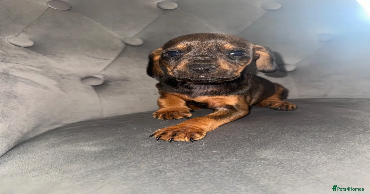Parson russe Puppies for sale | Pets4Homes