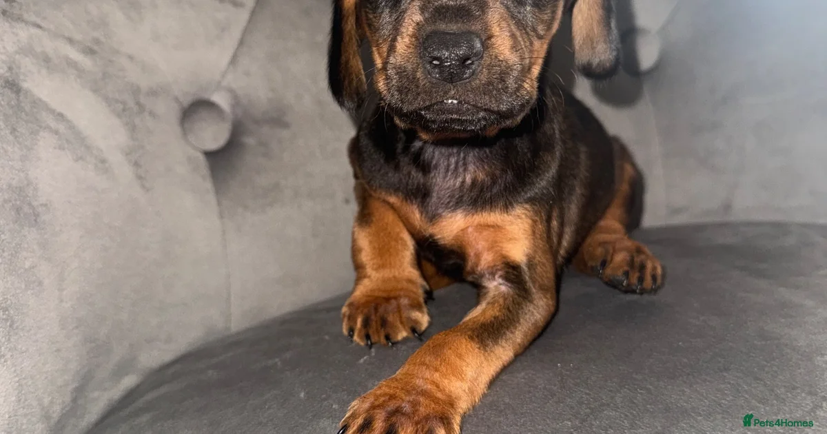 Parsonl Parson russe Puppies for sale | Pets4Homes