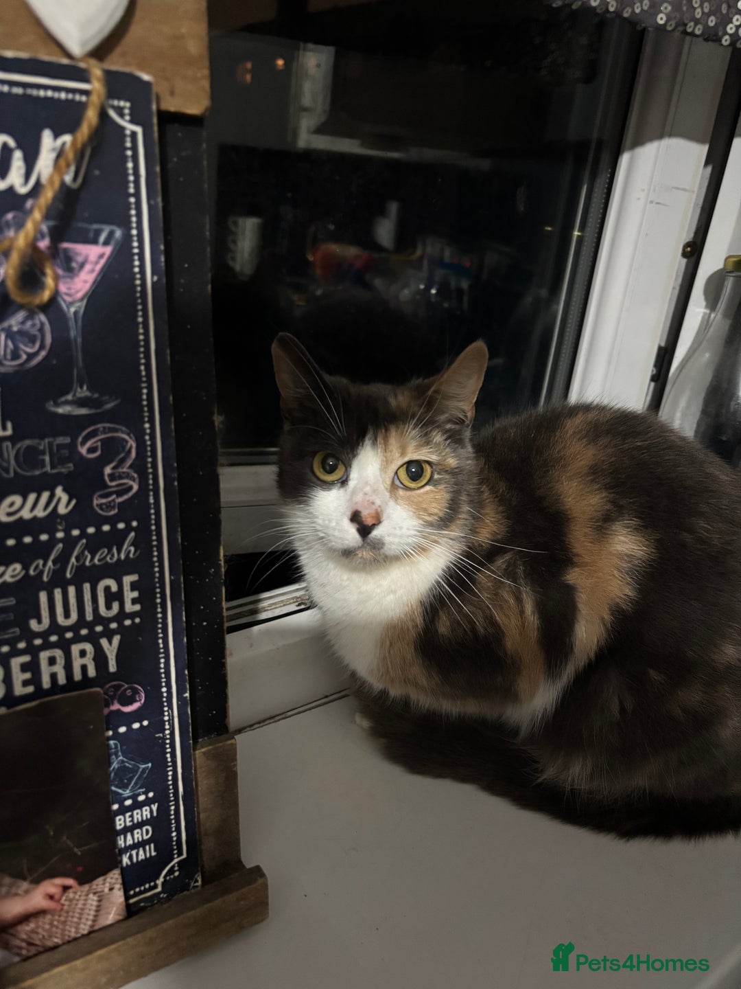 Mixed Breed cats for sale: Two lovely female house cats - Advert 2