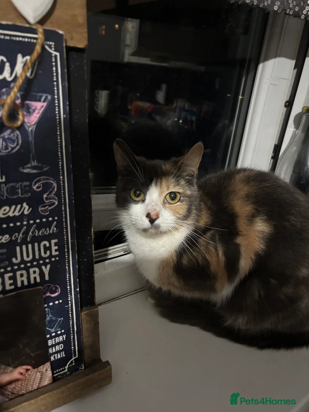 Mixed Breed cats for sale: Two lovely female house trained cats - Advert 2