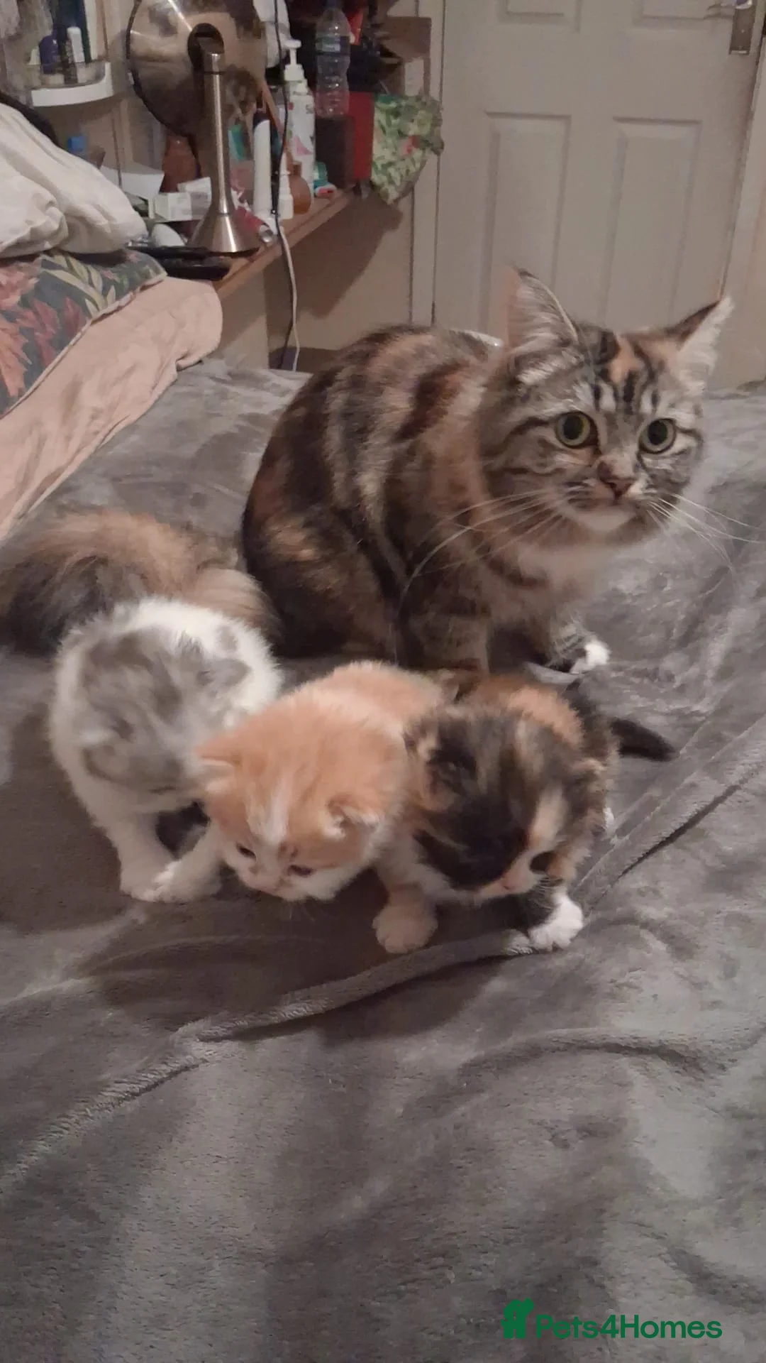 Persian cats for sale: Doll-faced Persian Kittens - Advert 5