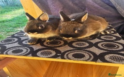 Netherland Dwarf rabbits for sale: Netherland dwarf rabbits bred from show stock  - Image 11