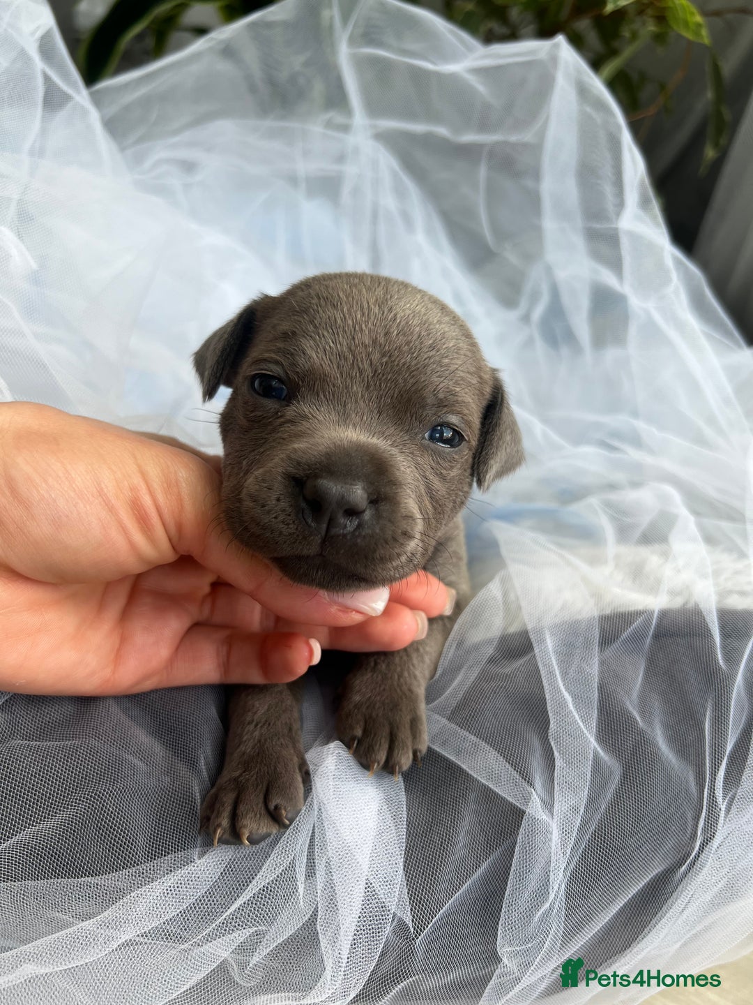 Staffordshire Bull Terrier dogs for sale: 🔷 Pharaon Champion Line Pups 🔷 in Wolverhampton - Image 27