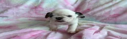 Pug dogs for sale: Beautiful pug puppies (4 males) available in Tiverton - Advert 15