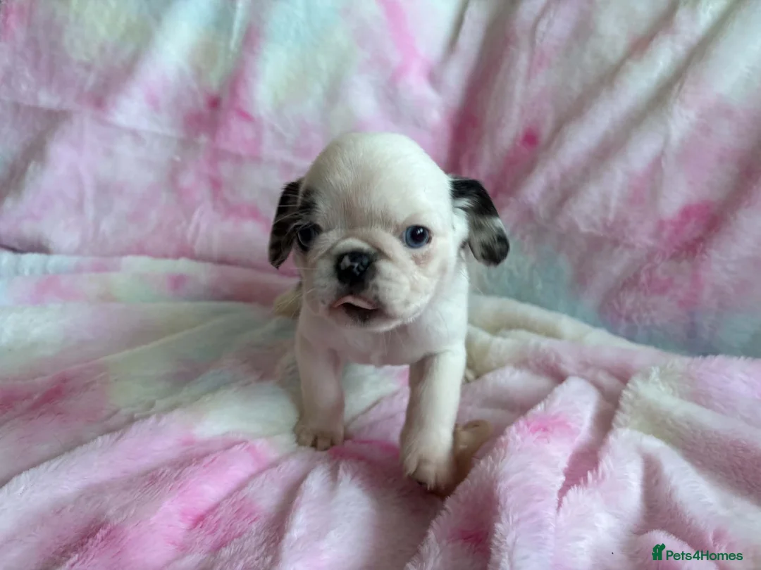 Pug dogs for sale: Beautiful pug puppies (4 males) available in Tiverton - Advert 15